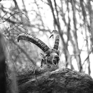 Stambecco, Ibex, rock goat, analog photo