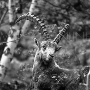 Stambecco, Ibex, rock goat, analog photo